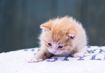 kitten