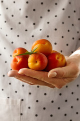 Feminine hands cook holding tasty fresh fruits apricots. Closeup.