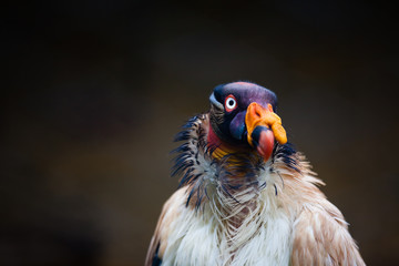 Close up of the king vulture (Sarcoramphus papa)