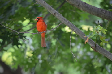 Cardinal