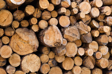 Wooden pine logs with bark