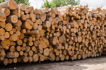 Wooden pine logs with bark