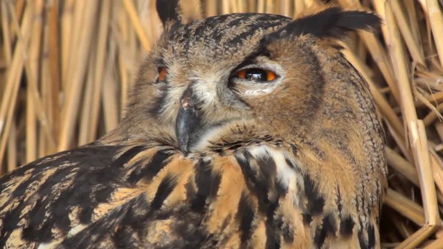 Owl Looks Attentively Attractive tamed owl in the city in the park outdoors. Close-up