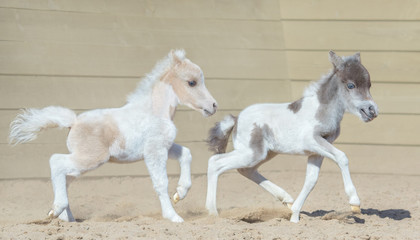 American miniature horse. Two newly born pinto foals on walk.