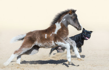 Staffordshire Bull Terrier dog and American miniature foal. Selective focus on horse, blur dog.