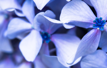 beautiful macro close up of bunch of blue violet petals of hydrangea flower on green blurred background texture pattern