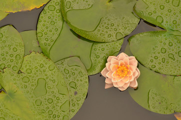 Lotus flower lily pad pond