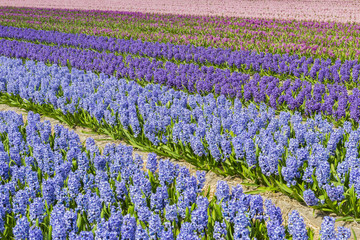 Hyacinth Field Different Colors Purple