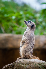 Meerkat (Suricata suricatta) sentry
