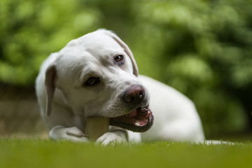 Hungriger labrador retriever hund welpe frisst ein Leckerli im Garten und nutzt dafür seine Pfoten