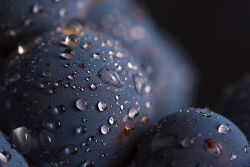 Closeup , dark bunch of grape in low light on black isolated background , macro shot , water drops , berry stone 