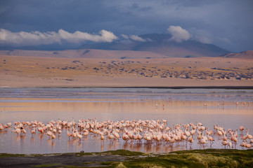 Pink flamingos roosting at the Red Lagoon at sunset in Eduardo Avaroa Wildlife Refuge, Sud Lipez, Bolivia