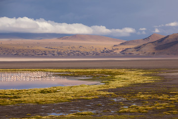 Pink flamingos roosting at the Red Lagoon at sunset in Eduardo Avaroa Wildlife Refuge, Sud Lipez, Bolivia