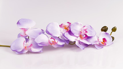 Fototapeta na wymiar Flower arrangement - orchises on the bright background