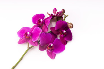 Fototapeta na wymiar Flower arrangement - orchises on the bright background
