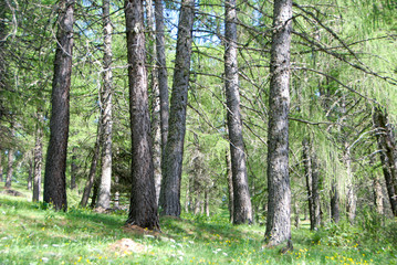 Pine forest near Pracatinat