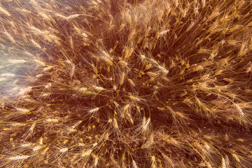 Wheat field. View from above. Rural Scenery under Shining Sunlight. Background of ripening ears of meadow wheat field. Rich harvest Concept
