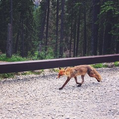 Fox runs through the forest