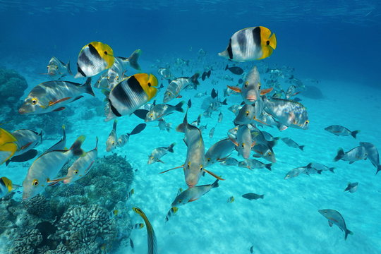 Tropical Shoal Of Fish Butterflyfish With Snapper Underwater In The Lagoon Of Rangiroa, French Polynesia, Tuamotus, Pacific Ocean