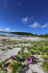 Caribbean beach with purple seaside purslane flowers and vines