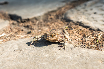 Frog on a concrete slab