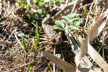 Frog on earth and the old dry branches