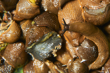 Group of slugs eating in the garden. Spanish slug (Arion vulgaris) invasion in garden. Invasive slug. Garden problem in Europe. Selective focus.