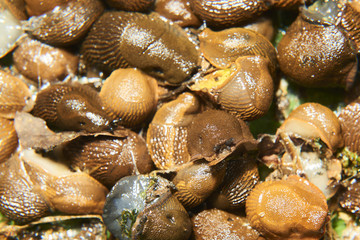 Group of slugs eating in the garden. Spanish slug (Arion vulgaris) invasion in garden. Invasive slug. Garden problem in Europe. Selective focus.