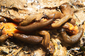 Group of slugs eating in the garden. Spanish slug (Arion vulgaris) invasion in garden. Invasive slug. Garden problem in Europe. Selective focus.