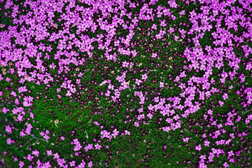 Close-up pink purple arctic flower on the island of Svalbard Spitsbergen in the city of Longyearbyen in summer