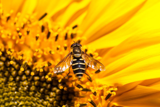 Hover Fly on a Sunflower