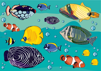 drawing fishes, illustration, fish crown, yellow fish, blue fish, red fish	