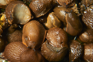 Group of slugs eating in the garden. Spanish slug (Arion vulgaris) invasion in garden. Invasive slug. Garden problem in Europe. Selective focus.