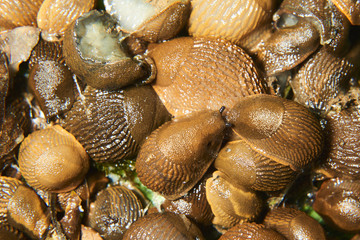 Group of slugs eating in the garden. Spanish slug (Arion vulgaris) invasion in garden. Invasive slug. Garden problem in Europe. Selective focus.
