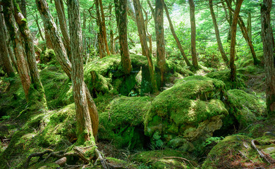 苔の森