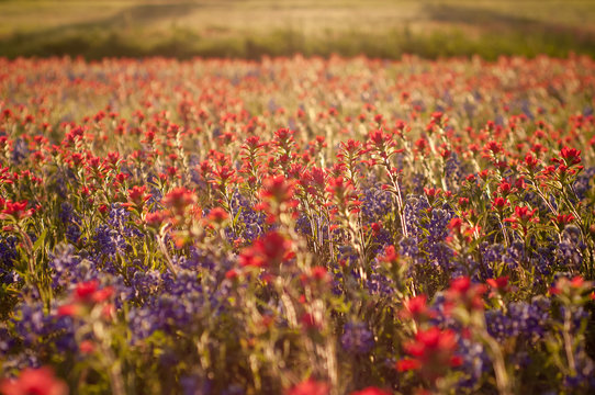 Indian Paintbrush