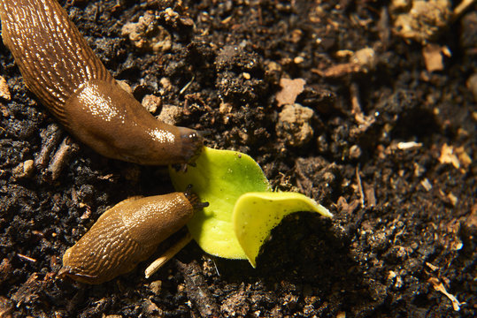 Slugg Bilder – Durchsuchen 261 Archivfotos, Vektorgrafiken und Videos ...