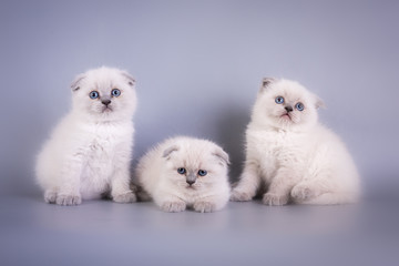 Scottish Fold small cute kitten blue colorpoint white