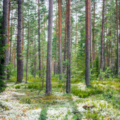 Obraz premium Forest. Ecology panorama