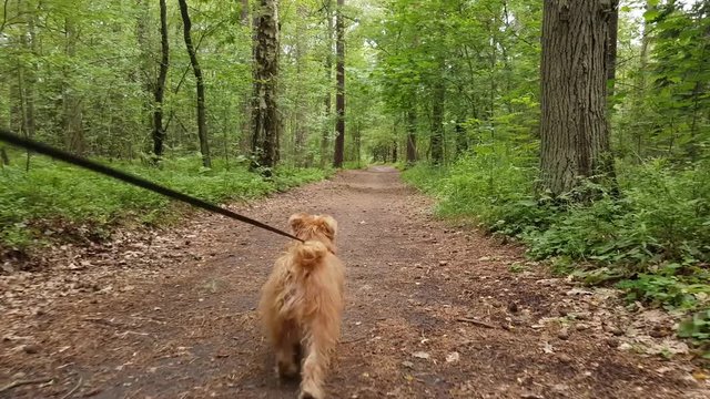 Dog breed Bruxellois Griffon walking on a leash in the wood
