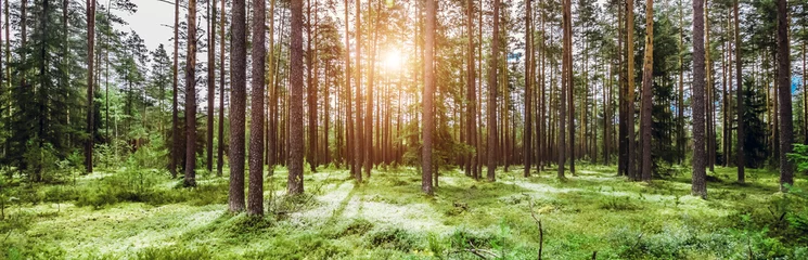 Foto op Plexiglas Wild trees in forest © 1xpert