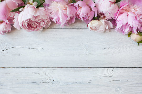 Pink flowers peonies on a white wooden background, space for text greeting
