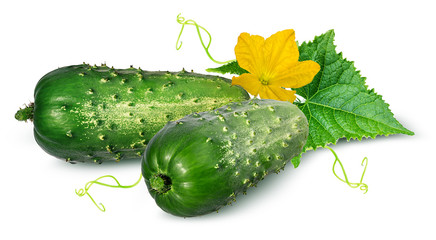 cucumber isolated on white