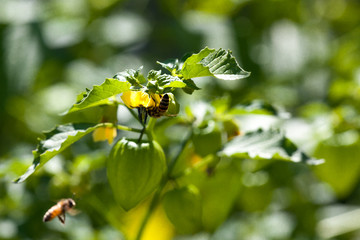 Honey Bee on a Plant