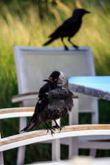 Raben stehlen Futter