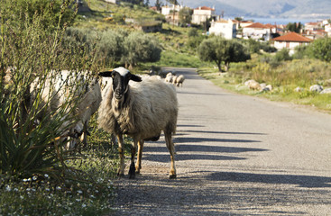 Sheep on the road