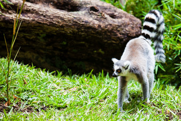 Ring-tailed lemur (Lemur catta) in captivity