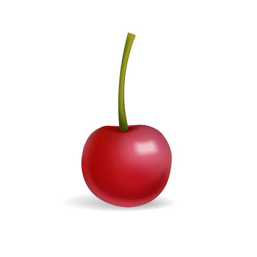 Cherry berry vector