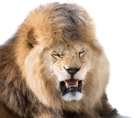 Lion fury
