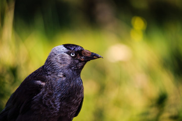 Raben stehlen Futter